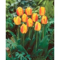Tulipano - Oxford Wonder - 5 pz