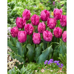 Tulipano - Parrot Prince - 5 pz