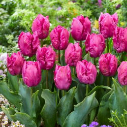 Tulipano - Parrot Prince - 5 pz