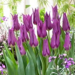 Tulp - 'Lilyflowering Purple' - 5 st