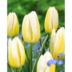 Tulipán - Happy People - Nagy csomag - 50 db