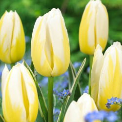 Tulipán - Happy People - Nagy csomag - 50 db