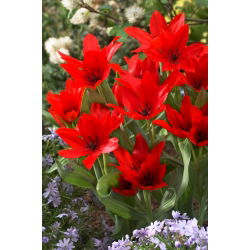 Tulip - Praestans Zwanenburg Variety - GIGA Pack! - 250 pcs