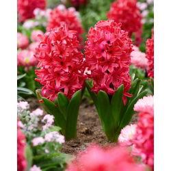 Rytinis hiacintas - Red Glory - 3 gėlių svogūnai