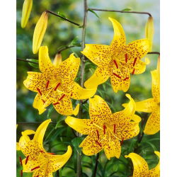 Tigerlilja - Lilium Tigrinum - Leichtlinii