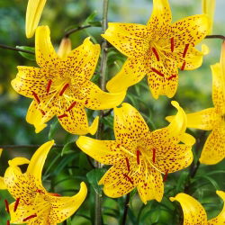 Tigerlilja - Lilium Tigrinum - Leichtlinii