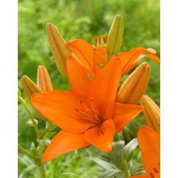 Aziatische lelie - 'Orange Ton'