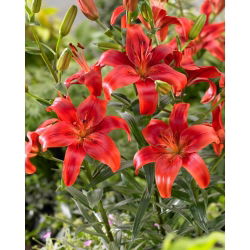 Aziatische lelie - 'Red County'