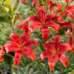 Aziatische lelie - 'Red County'