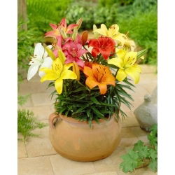 Miniature Lily - Mix - Potted - GIGA Pack! - 50 pcs.