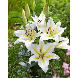 Orientalische Lilie - Baferrari - Lilium - Sinnlicher Duftgenuss im Sommergarten - Blumenzwiebel - XXL-Packung - 50 Stück