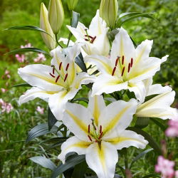 Orientalische Lilie - Baferrari - Lilium - Blütenpracht bei jedem Wetter - Blumenzwiebel - Großpackung - 10 Stück