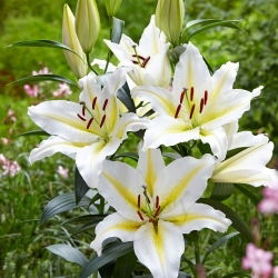 Orientalische Lilie - Baferrari - Lilium - Sinnlicher Duftgenuss im Sommergarten - Blumenzwiebel - XXL-Packung - 50 Stück