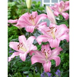 Orientalische Lilie - Josephine - Lilium - Intensive Farbakzente für Sommerbeete - Blumenzwiebel - XXL-Packung - 50 Stück