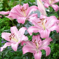 Orientalische Lilie - Josephine - Lilium - Intensive Farbakzente für Sommerbeete - Blumenzwiebel - XXL-Packung - 50 Stück