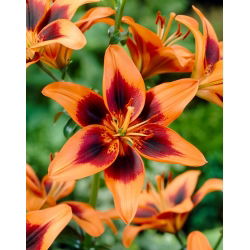 Lily - Twosome