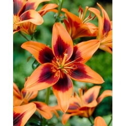 Lily - Twosome - GIGA Pack! - 50 pcs.