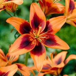 Lily - Twosome