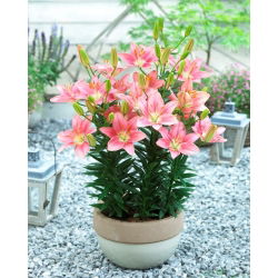 Miniature Lily - Foxtrot - Large Pack! - 10 pcs.
