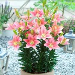 Miniature Lily - Foxtrot - Large Pack! - 10 pcs.