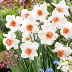 Daffodil - Cool Flame - Large Pack! - 50 pcs