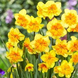 Daffodil - Slice of Life - GIGA Pack! - 250 pcs