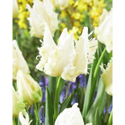 Tulipano - Agrass Parrot - 5 pz