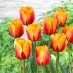 Tulp - 'Cash' - 5 st