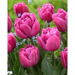 Tulipano - Double You - 5 pz