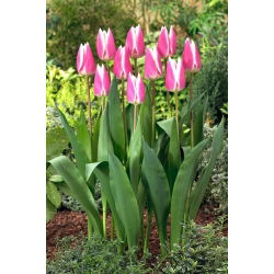 Tulipán - Early Surprise - Nagy csomag - 50 db