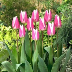 Tulipán - Early Surprise - Nagy csomag - 50 db
