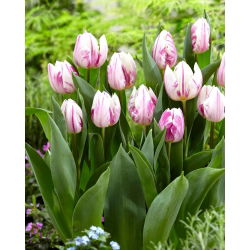 Tulip - Flaming Prince - 5 pcs