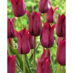 Tulp - 'Merlot' - 5 st