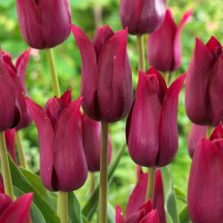 Tulp - 'Merlot' - 5 st