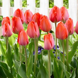 Tulp - 'Orange Van Eijk' - 5 st