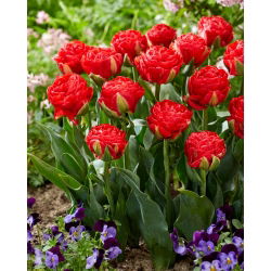 Tulipano - Pamplona - 5 pz