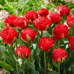 Tulipano - Pamplona - 5 pz