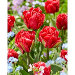 Tulpe - Red Foxtrot - 5 sīpoli