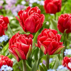 Tulpe - Red Foxtrot - 5 sīpoli