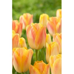 Tulipán - Salmon Dynasty - Nagy csomag - 50 db