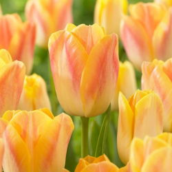 Tulipán - Salmon Dynasty - Nagy csomag - 50 db