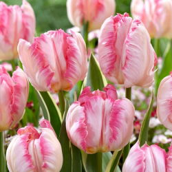 Tulipán - Silver Parrot - 5 květinových cibulek