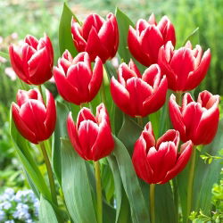 Tulipán - Vampire - Nagy csomag - 50 db