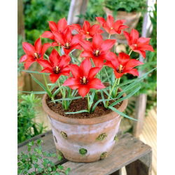 Lalea linifolia - Tulipa linifolia - Petale roșii, formă zveltă - Bulbi de flori - Pachet mare - 50 buc.