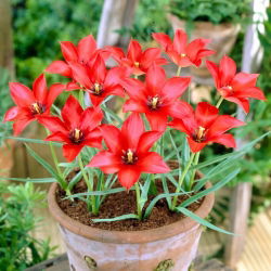 Tulpė - Linifolia - 5 gėlių svogūnėlių