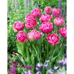 Tulpe - Amazing Grace - 5 sīpoli