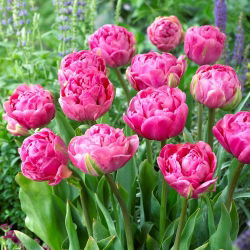 Tulpe - Amazing Grace - 5 sīpoli