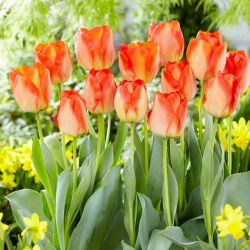 Tulp - 'American Dream' - 5 st