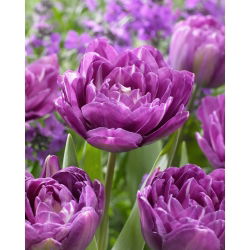 Tulipano - Blue Spectacle - 5 pz