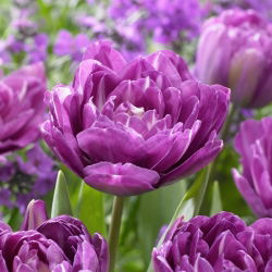 Tulipano - Blue Spectacle - 5 pz